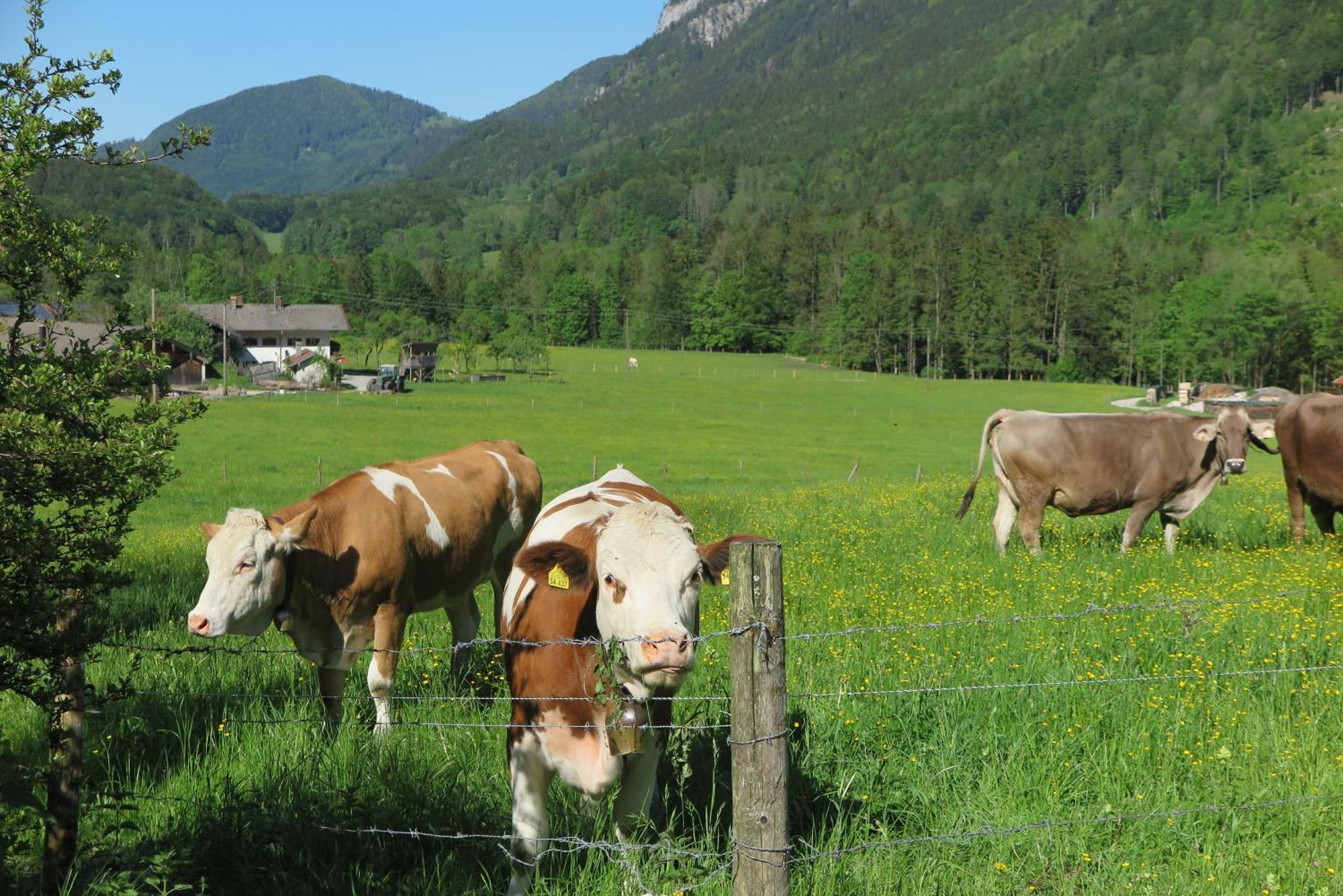 Ferienwohnungen Haus Waldwinkel Aschau im Chiemgau Exterior foto